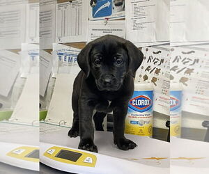 Labrador Retriever Dogs for adoption in Bolivar, MO, USA