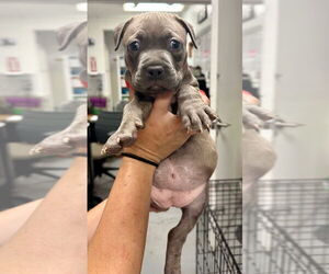 American Staffordshire Terrier Dogs for adoption in Lawrenceville, NJ, USA