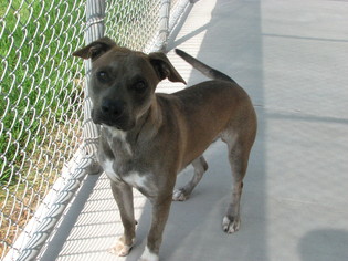 American Pit Bull Terrier-Unknown Mix Dogs for adoption in McPherson, KS, USA