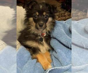 Australian Shepherd Dogs for adoption in Sioux Falls, SD, USA