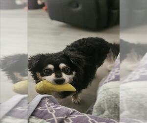 Pomeranian-Unknown Mix Dogs for adoption in Las Vegas, NV, USA
