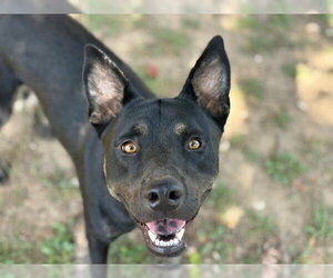 German Shepherd Dog-Unknown Mix Dogs for adoption in Tulsa, OK, USA