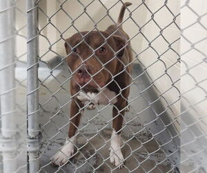 American Pit Bull Terrier-Unknown Mix Dogs for adoption in Anchorage, AK, USA