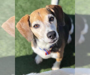 Beagle Dogs for adoption in Mankato, MN, USA