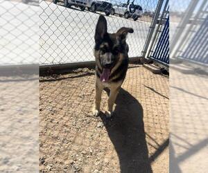 German Shepherd Dog Dogs for adoption in HESPERIA, CA, USA