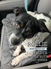 Bagle Hound Dogs for adoption in Arlington, TX, USA