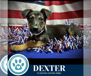 German Shepherd Dog-Unknown Mix Dogs for adoption in Kimberton, PA, USA