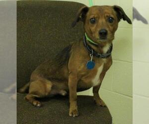 Chiweenie Dogs for adoption in Waynesboro, PA, USA