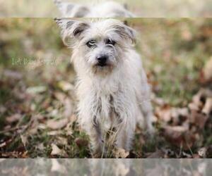 Jack Russell Terrier-Unknown Mix Dogs for adoption in Shreveport, LA, USA