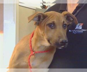 German Shepherd Dog-Unknown Mix Dogs for adoption in Sacramento, CA, USA