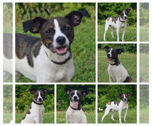Mutt Dogs for adoption in Mooresville, NC, USA