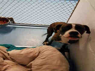 Boxer-Unknown Mix Dogs for adoption in Gainesville, FL, USA