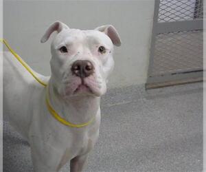 Staffordshire Bull Terrier-Unknown Mix Dogs for adoption in Pasadena, TX, USA
