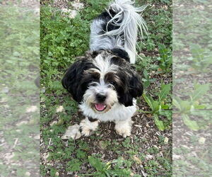 Havamalt Dogs for adoption in Oak Bluffs, MA, USA