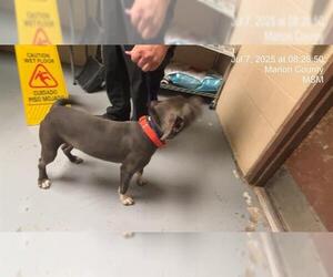 American Pit Bull Terrier Dogs for adoption in Ocala, FL, USA