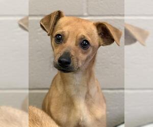Italian Greyhound-Miniature Pinscher Mix Dogs for adoption in Washougal, WA, USA