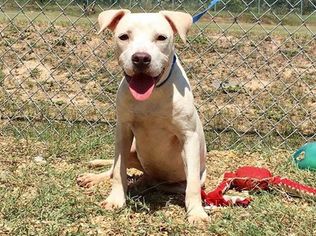 American Pit Bull Terrier Dogs for adoption in Southampton, NY, USA