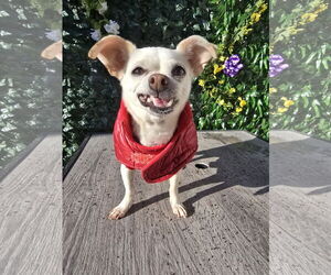 Chihuahua-Unknown Mix Dogs for adoption in Sandy, UT, USA