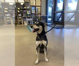 Rat Terrier-Unknown Mix Dogs for adoption in Upland, CA, USA