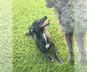 Chihuahua-Unknown Mix Dogs for adoption in Phoenix, AZ, USA