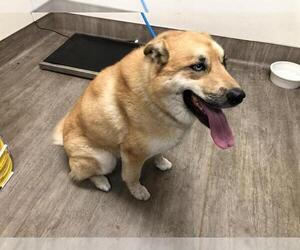 Siberian Husky-Unknown Mix Dogs for adoption in Pasadena, CA, USA