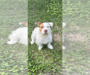 American Staffordshire Terrier-Unknown Mix Dogs for adoption in West Palm Beach, FL, USA