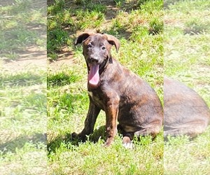 Shepradors Dogs for adoption in SHERBURNE, NY, USA