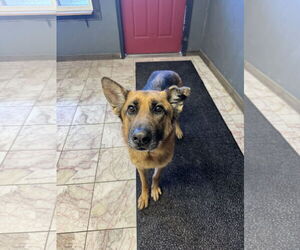 German Shepherd Dog Dogs for adoption in Leavenworth, KS, USA