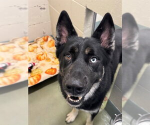 German Shorthaired Pointer-Siberian Husky Mix Dogs for adoption in Peoria, IL, USA