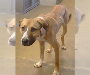 German Shepherd Dog-Unknown Mix Dogs for adoption in Sacramento, CA, USA