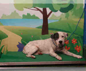 Labrador Retriever-Unknown Mix Dogs for adoption in Waco, TX, USA