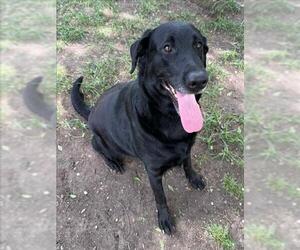Labrador Retriever-Unknown Mix Dogs for adoption in Conroe, TX, USA