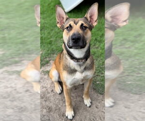 German Shepherd Dog Dogs for adoption in Great Bend, KS, USA