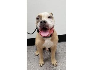 American Bulldog Dogs for adoption in Henderson, NV, USA