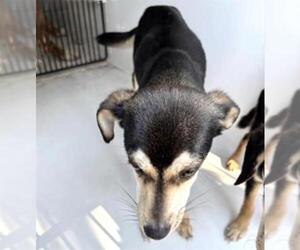 Chihuahua-Unknown Mix Dogs for adoption in Houston, TX, USA