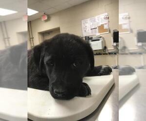 Labrador Retriever Dogs for adoption in Conroe, TX, USA