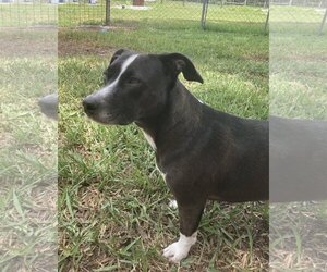 Staffordshire Bull Terrier-Unknown Mix Dogs for adoption in Okeechobee, FL, USA
