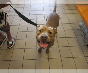 American Pit Bull Terrier-Unknown Mix Dogs for adoption in Ocala, FL, USA