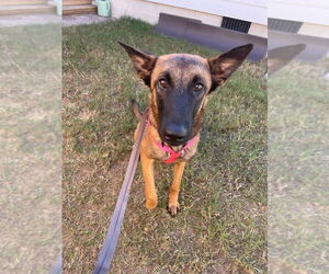 Mutt Dogs for adoption in Imlay City, MI, USA