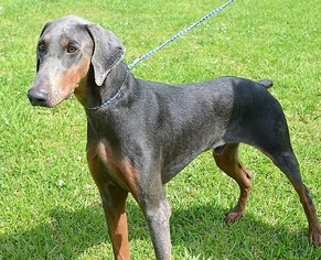 Doberman Pinscher-Unknown Mix Dogs for adoption in bailey Island, ME, USA