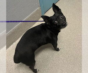 Chihuahua-Unknown Mix Dogs for adoption in Las Vegas, NV, USA