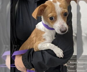 Chihuahua Dogs for adoption in San Bernardino, CA, USA