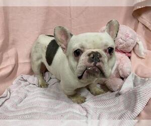 French Bulldog-Unknown Mix Dogs for adoption in Modesto, CA, USA