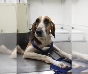 Treeing Walker Coonhound Dogs for adoption in Starke, FL, USA