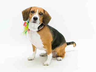 Beagle Dogs for adoption in Orlando, FL, USA