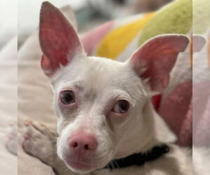 Mutt Dogs for adoption in Pleasanton, CA, USA