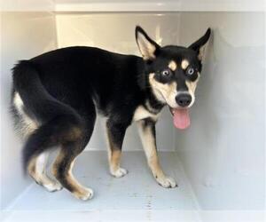 Siberian Husky-Unknown Mix Dogs for adoption in Houston, TX, USA