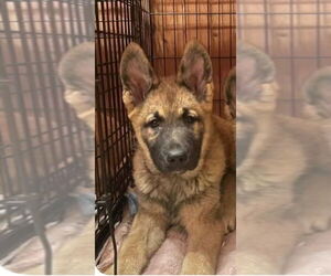 German Shepherd Dog-Unknown Mix Dogs for adoption in Brewster, NY, USA