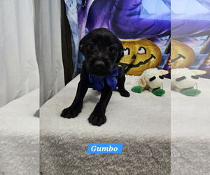 Jack Russell Terrier-Unknown Mix Dogs for adoption in Metairie, LA, USA