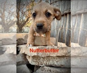 Mutt Dogs for adoption in NEWPORT NH, NH, USA